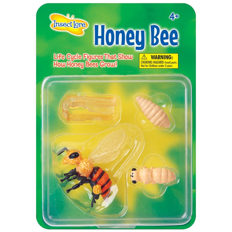 Insect Lore Marienkäfer Lebenszyklus – 4 Stufen: Eier, Larve, Puppe, Käfer